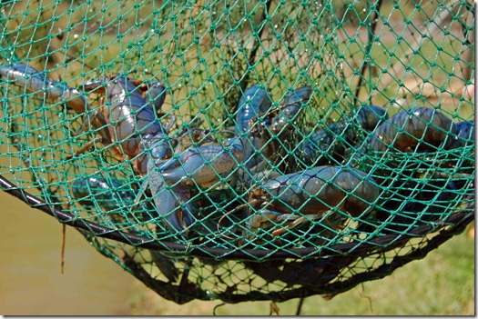 yabbies in net