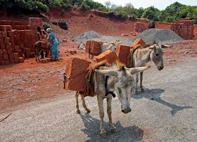 Two donkeys with a load of bricks