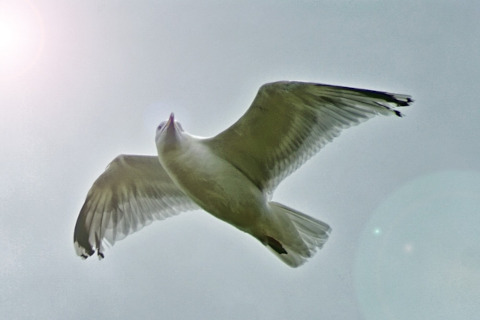 Gull Bird Seagull image