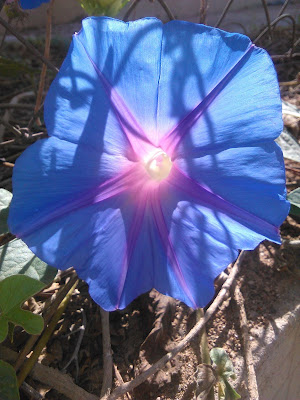 flor de ipomea