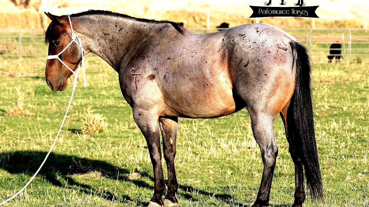 Morgan Horses For Sale In California
