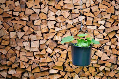 Bucket Garden Image by Peter Bauer from Pixabay