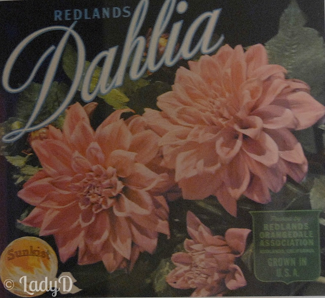 Dahlias: LadyD Books