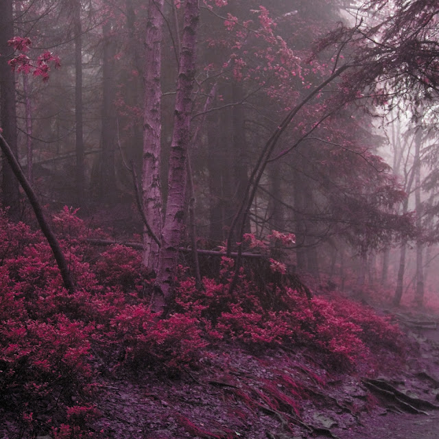 Pink Forest Desktop Wallpaper