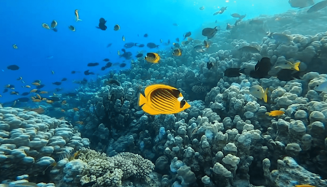 Red Sea Islands Utopia island Snorkeling Tours in Hurghada