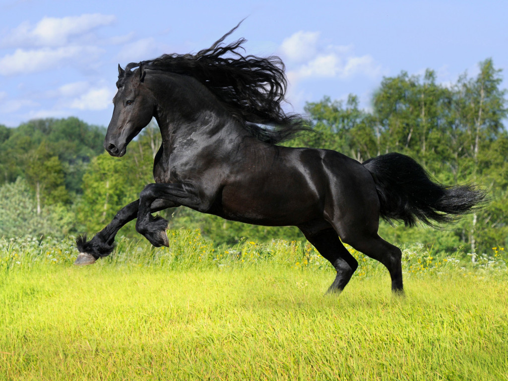 Animals Zoo Park: 12 Black Horse Wallpapers, Black Horses Beautiful 