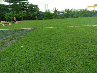 Pembekal rumput cow grass