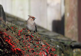 Waxwing, St. Just, Cornwall 4th November 2012 - The Deskbound Birder