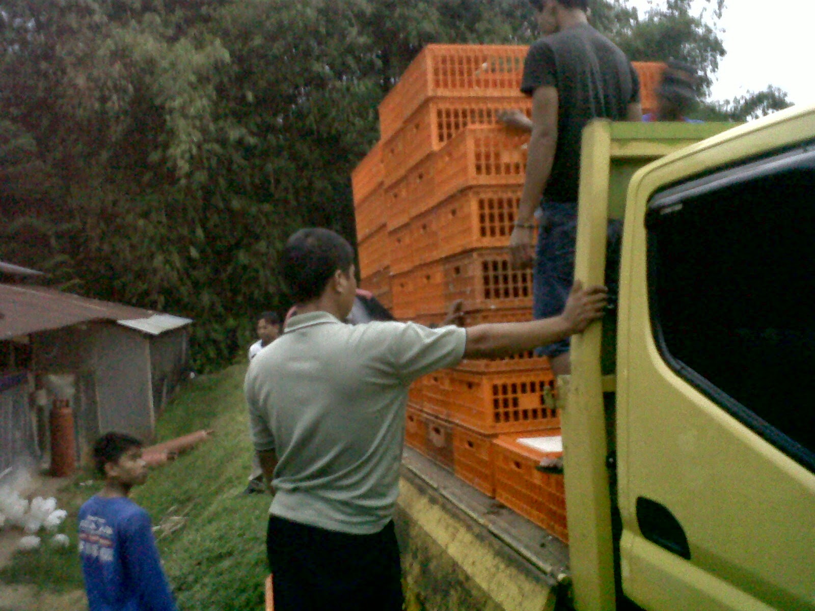 Foto Mobil Truk  Ayam  Otto Modifikasi