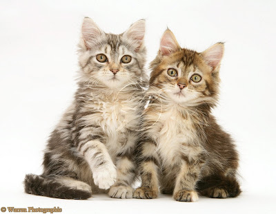 Cute Maine Coon Cats and Kittens