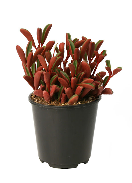 Jenis Tanaman Hias Indoor - Kaktus Peperomia