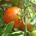 Lettuce, Pepper, Tomato, Pumpkin: Vegetables for Fall