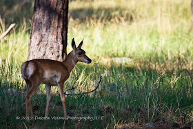 Young Antelope in Custer State Park in the Black Hills by Dakota Visions Photography LLC www.dakotavisions.com