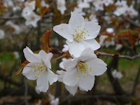 山桜の桜松。