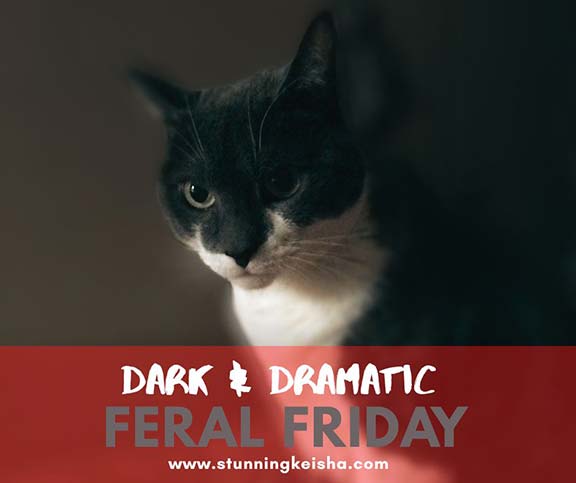 Dark & Dramatic Feral Friday Flashback