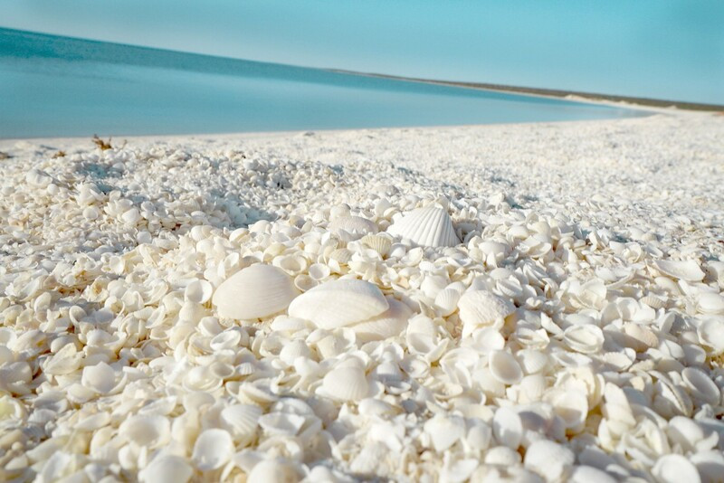 Shell Beach