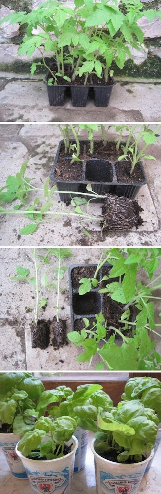 How To Planting seedlings in a pot