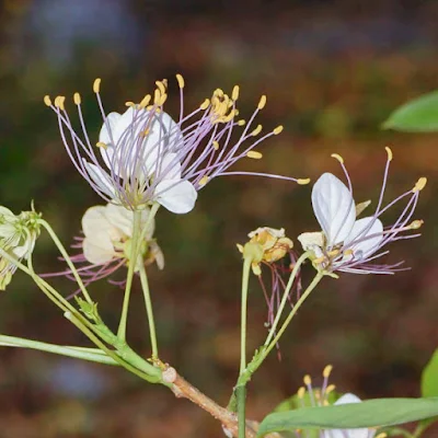 ดอกกุ่มบก (ก่าม) ลักษณะ ประโยชน์ สรรพคุณทางสมุนไพร Crateva adansonii