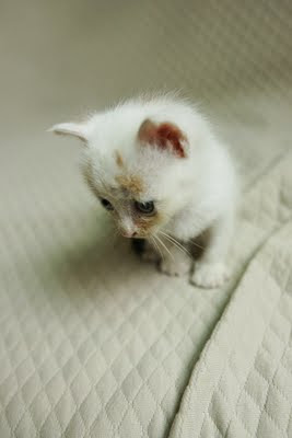 the little cat, my little cat, the cat diaries, cat little, little kitty cat, cat little rock, little cat rescue