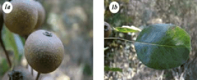 Груша кандеванская (Pyrus kandevanica)