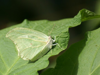 Anteos clorinde - Citron voltigeant 