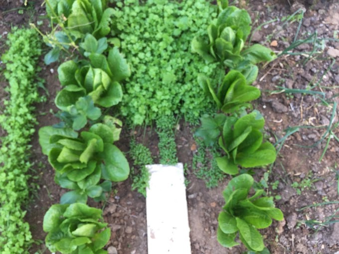 How To Grow Romaine Lettuce