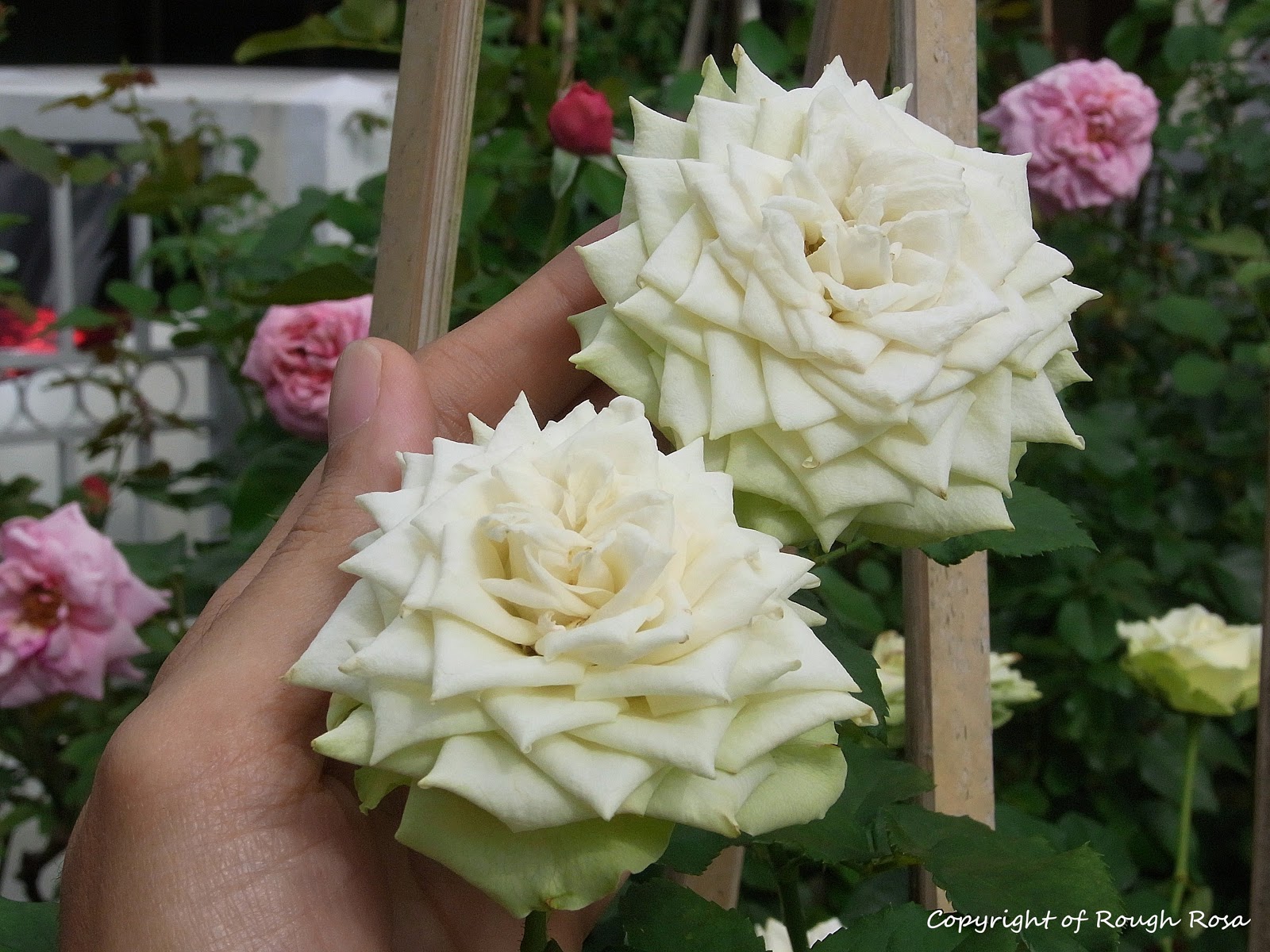 Rosa Sifu Si Pencinta Bunga Mawar 