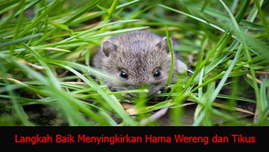 Langkah Baik Menyingkirkan Hama Wereng dan Tikus