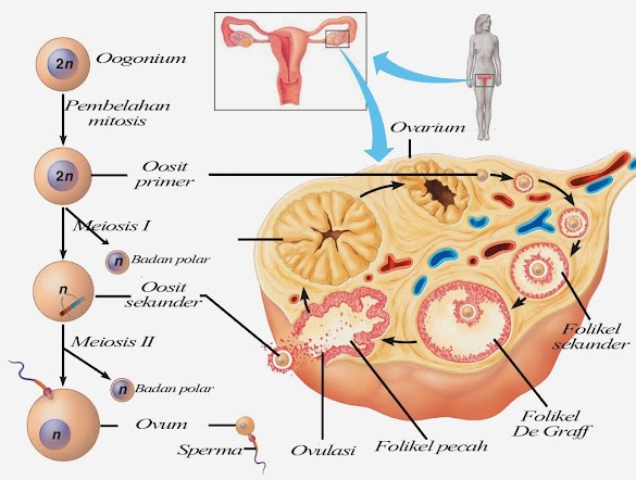 Oogenesis : Proses Pembentukan Sel Telur Pada Wanita