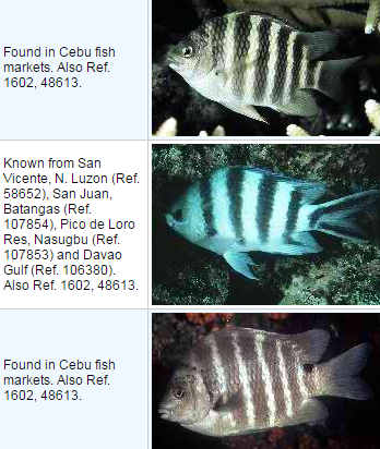 List of Reef-associated Fish in the Philippines