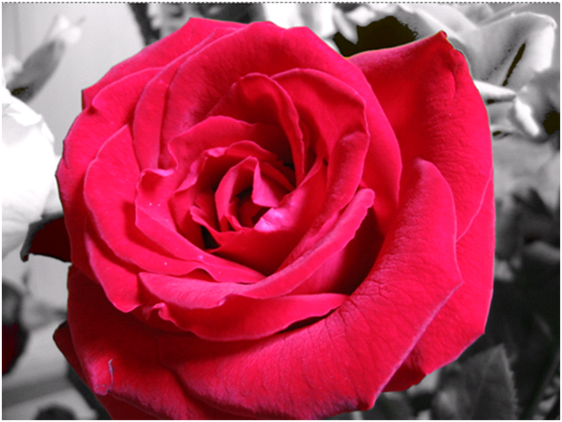 Rose With Black And White Background