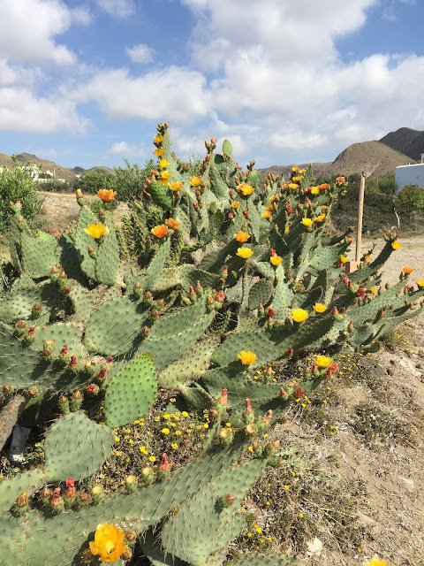 Banks of prickly pear cactus in flower at the beach, Las Negras