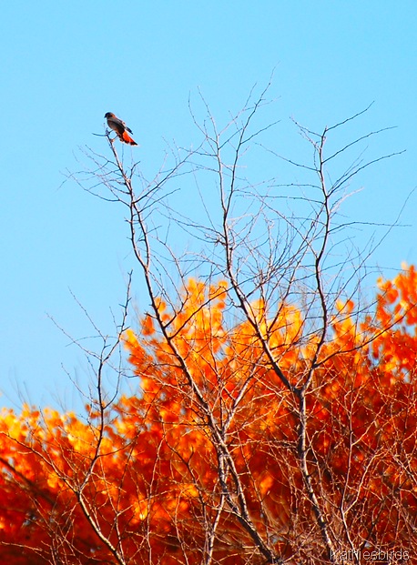 5. kestrel-kab