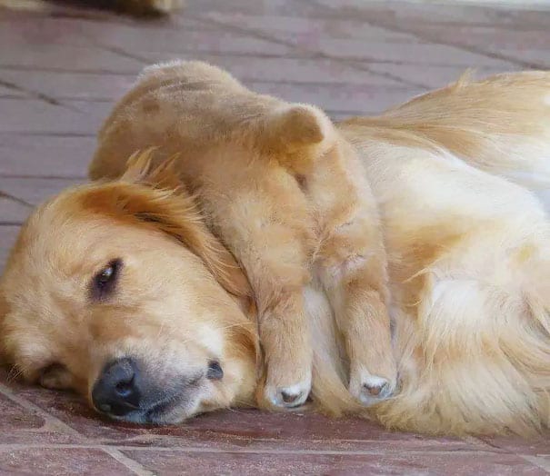 dog and mom matching