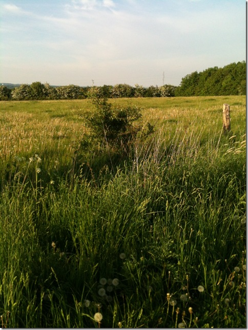 Bild 113