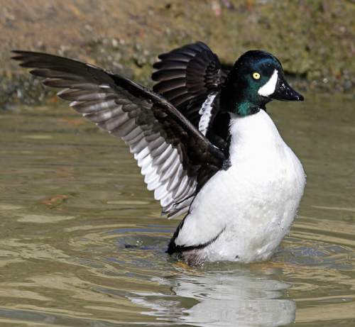 Bucephala islandica