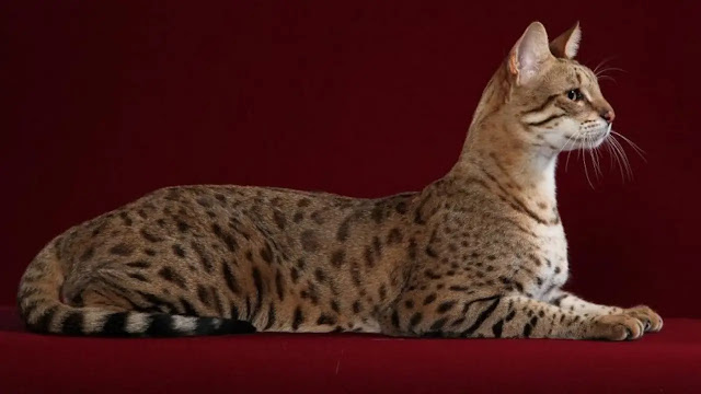 Savannah Cat - The Tallest Breed