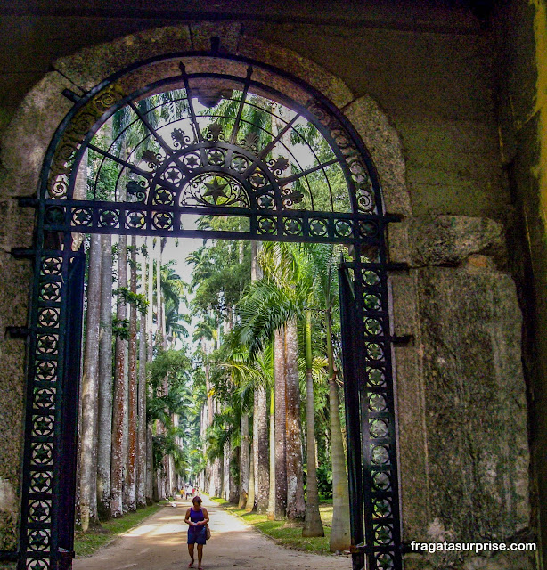 Palmeiras imperiais no Jardim Botânico do Rio de Janeiro