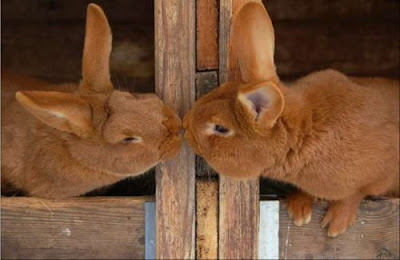 happy couple bunny