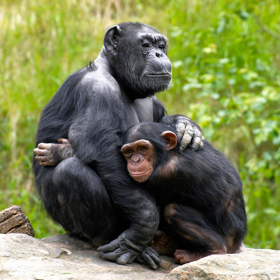 http://www.huffingtonpost.com/2008/06/18/chimps-calm-each-other-wi_n_107789.html