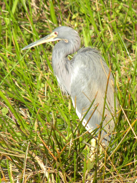 Royal Palm Everglades