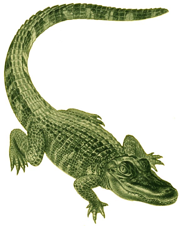 Alligator Clip Art