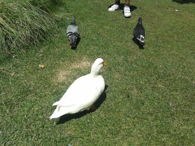 duck photos, wordless wednesday