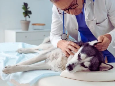 Male Veterinarian Examining Cute Husky Dog in Clinic by pixelshot