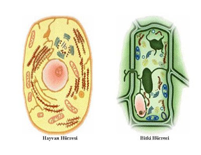 Bitki ve Hayvan Hücres