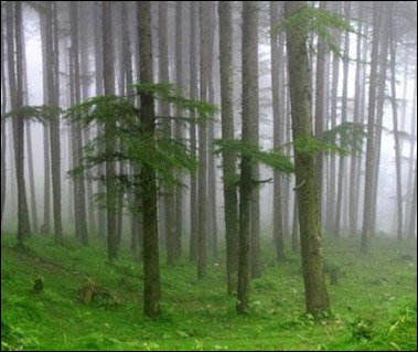 Forest of Hanuman