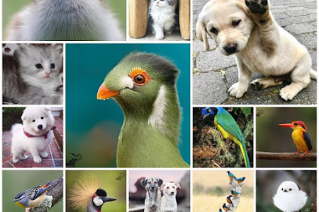 اجمل الصور  للطيور و الحيوانات  ( 40 صورة المجموعة الاولى )