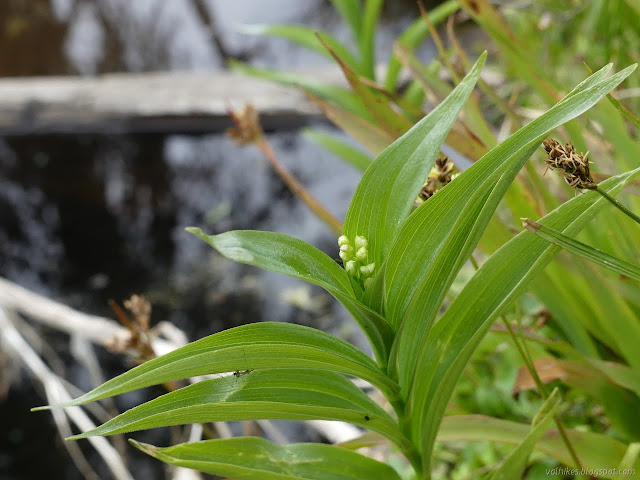 white buds above alternate leaves