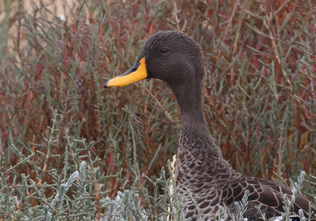 Yellow-Billed Duck Portrait