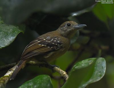 Black-crowned Antshrike